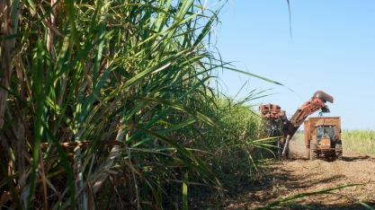 Avanço da tecnologia canavieira aumentará produtividade e reduzirá emissão de carbono