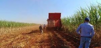 Está com saudade de dia de campo?