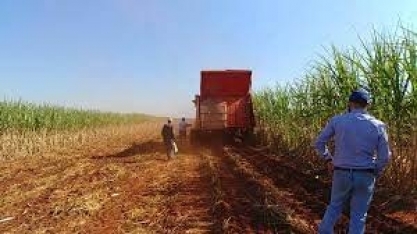 Está com saudade de dia de campo?