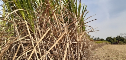 Sergipe é o terceiro estado do país com a maior geração de emprego no setor agropecuário
