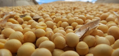 Mais que benefícios agronômicos, a rotação de cana com soja engorda o caixa do produtor