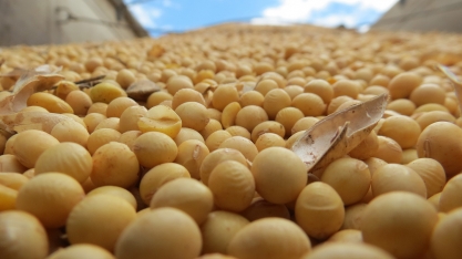 Mais que benefícios agronômicos, a rotação de cana com soja engorda o caixa do produtor