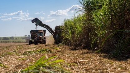 Tereos amplia investimento em canaviais 