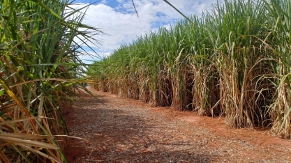 Irrigação por gotejo garante canaviais longevos com alta produtividade, reduzindo o custo da produção canavieira