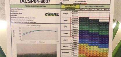 Nova variedade de cana IACSP04-6007 apresenta produtividade 13% superior à variedade mais plantada no Brasil atualmente