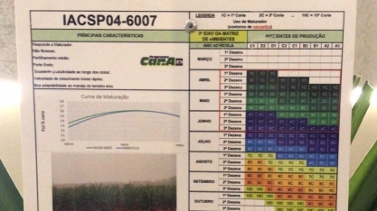 Nova variedade de cana IACSP04-6007 apresenta produtividade 13% superior à variedade mais plantada no Brasil atualmente