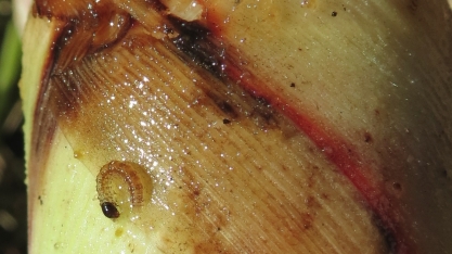 Esse tempinho de chuva também é bom para a broca-da-cana