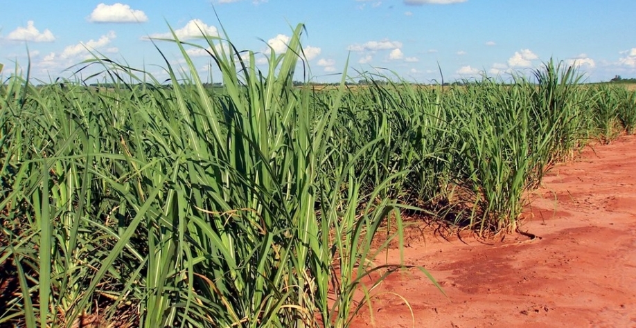 Final de safra da cana-de-açúcar é marcado por queda de produtividade — Foto: Tv Tem
