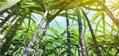 Araporã Bioenergia processa 1,3 mi t de cana na safra 2021/22