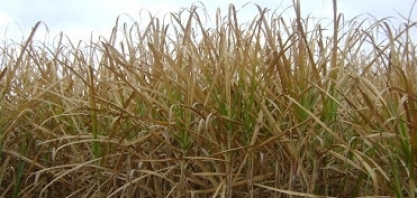 Geadas e estiagem impactam a produção de cana-de-açúcar e derivados no país