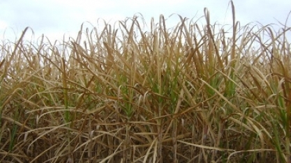Geadas e estiagem impactam a produção de cana-de-açúcar e derivados no país