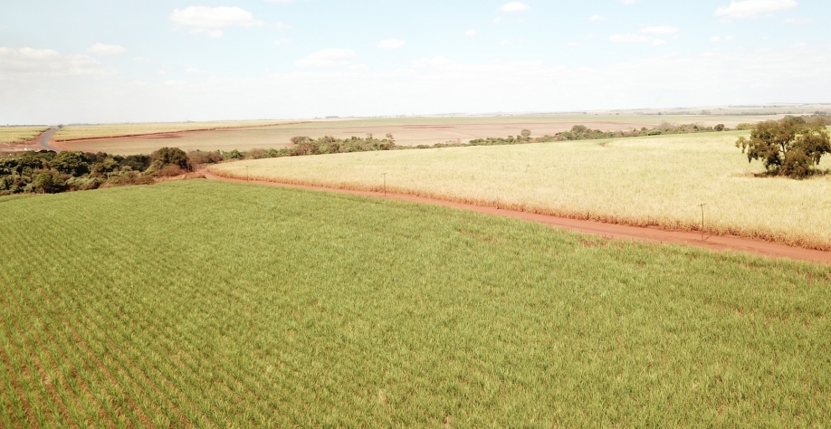 Comparativo entre área irrigada por gotejamento X área de sequeiro demonstra potencial da tecnologia. Foto: Divulgação Netafim