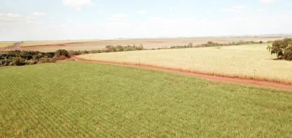 Irrigação por gotejo incrementa a produtividade da cana em até 50% em anos “normais” e de 70% a 80% em anos de alto déficit hídrico