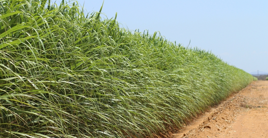 Média de produtividade dos canaviais irrigados via sistema de gotejo na Japungu atingiu 112 TCH na última safra. Foto: Divulgação Netafim