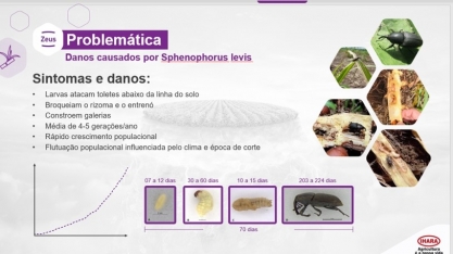 Sphenophorus levis, praga de difícil controle, torna-se a mais preocupante devido aos prejuízos causados nos canaviais