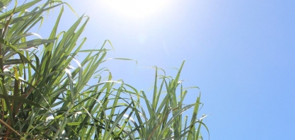 Alta no preço da cana anima setor sucroalcoleiro de Alagoas