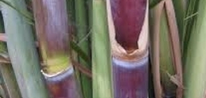 PERNAMBUCO – Produção estimada de cana-de-açúcar aponta para diminuição de 41,5% em comparação a 2020/21