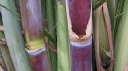 PERNAMBUCO – Produção estimada de cana-de-açúcar aponta para diminuição de 41,5% em comparação a 2020/21