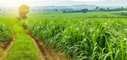 IHARA lança Zeus para o controle do bicudo da cana-de-açúcar