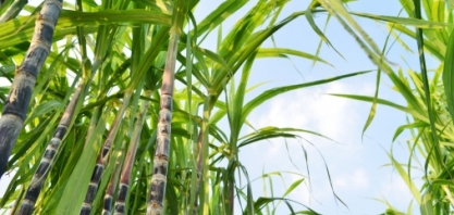 PARAÍBA – Redução de área para produção deve diminuir volume total de cana-de-açúcar e retrair produção de açúcar e etanol