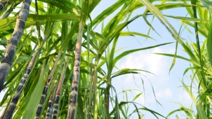 PARAÍBA – Redução de área para produção deve diminuir volume total de cana-de-açúcar e retrair produção de açúcar e etanol