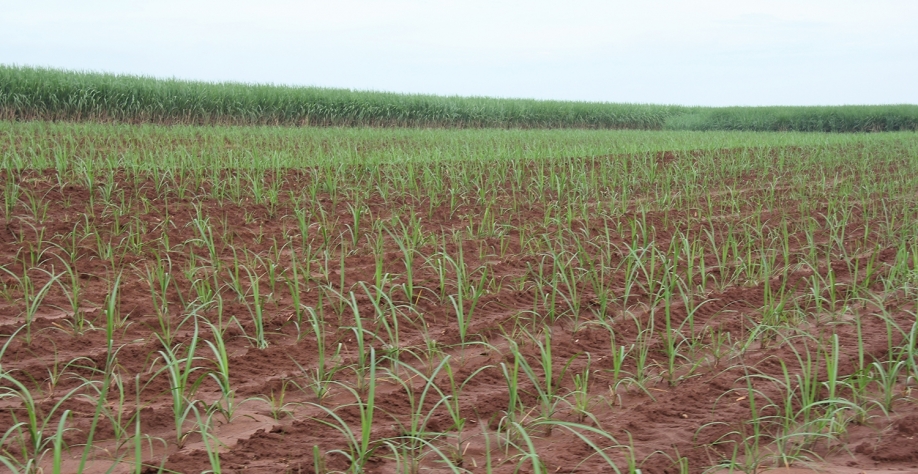 Cantosi formada por muda pré-brotada