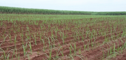 As diferenças entre o plantio no sistema de Cantosi e no de Meiosi