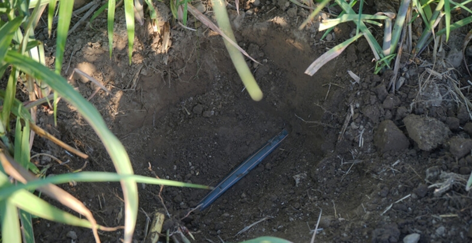 Irrigação por gotejamento alcança eficiência de 95% a 100% em função de seus tubos estarem enterrados e com fácil acesso às raízes durante todo o período de desenvolvimento da cana. Foto: Divulgação Netafim