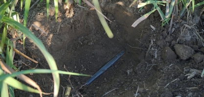 Tecnologia de gotejo valoriza o uso da água e potencializa os benefícios da irrigação