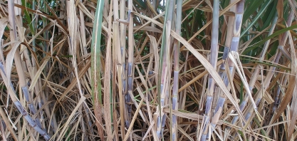 Produtividade dos canaviais do Centro-Sul - retração acumulada desde o início da safra até o final de outubro atingiu 15,1%