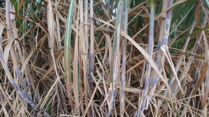 Produtividade dos canaviais do Centro-Sul - retração acumulada desde o início da safra até o final de outubro atingiu 15,1%