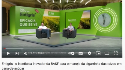 Os canaviais podem contar com o reforço de um inseticida inovador no controle da cigarrinha das raízes