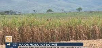 Uberaba lidera ranking nacional de produção de cana-de-açúcar, segundo IBGE