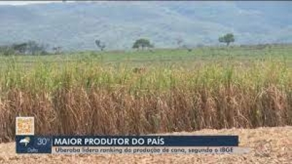 Uberaba lidera ranking nacional de produção de cana-de-açúcar, segundo IBGE