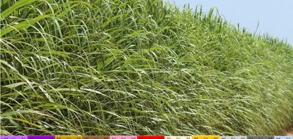 Solo mais rico do mundo não atinge as melhores produtividades de cana-de-açúcar