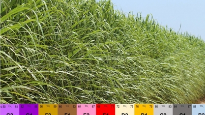 Solo mais rico do mundo não atinge as melhores produtividades de cana-de-açúcar