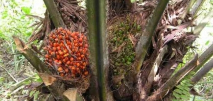 Brasil Biofuels investirá R$ 1,8 bilhão na 1ª biorrefinaria de diesel verde do Brasil