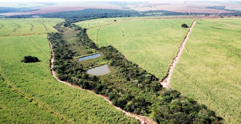 Cana-de-açúcar será primordial para que o Brasil cumpra as metas propostas durante a COP-26, em função de sua ampla contribuição na redução da emissão de gases de efeito estufa