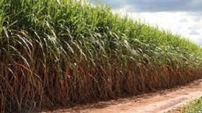 Asplana: Confira a reportagem completa sobre a expectativa para a safra 2021/2022 na Usina Santa Maria.