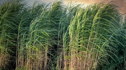 UPL lança nematicida microbiológico Biobac para cana-de-açúcar