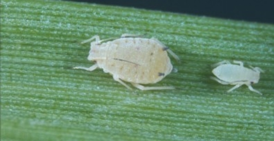 Cientistas usam algoritmos de machine learning aliados a métodos estatísticos tradicionais para associar a resistência à doença a características genéticas; uma das variedades consideradas resistentes acaba de ser lançada comercialmente pelo Instituto Agr