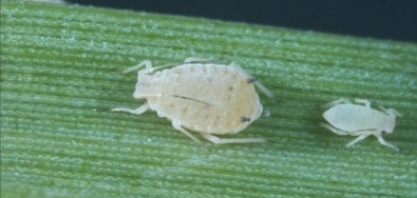 Inteligência artificial acelera a busca por marcadores de resistência da cana-de-açúcar ao amarelinho