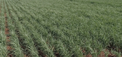 Chegada das chuvas provoca milagre nos canaviais do Centro-Sul
