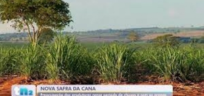 Pragas preocupam produtores de cana-de-açúcar no noroeste paulista
