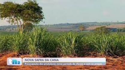 Pragas preocupam produtores de cana-de-açúcar no noroeste paulista