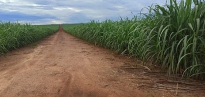 Jalles Machado aprova nova variedade de cana IACCTC05-9561