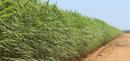 Irrigação por gotejamento permite mapeamento de aumento de produtividade em canaviais