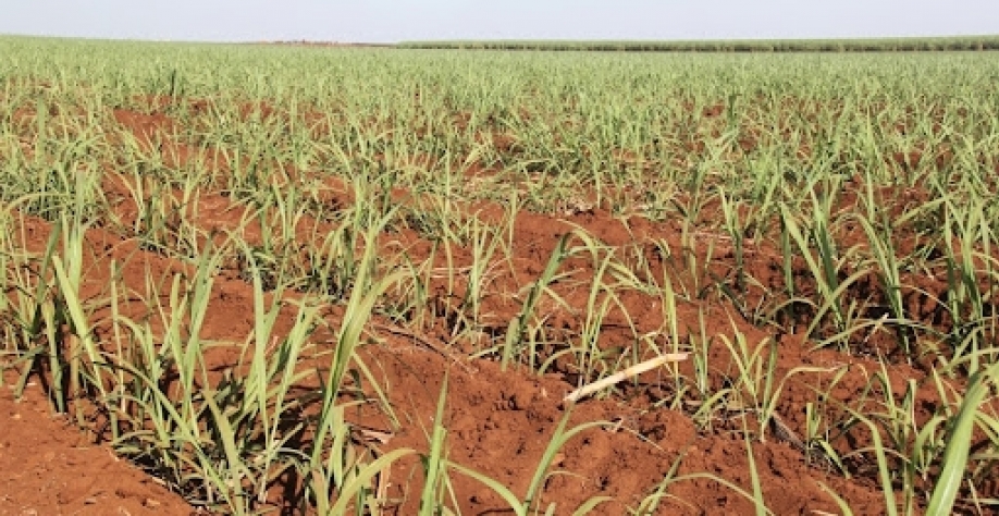 Qual será a intenção de plantio de cana na região Centro-Sul em 21/22???  /   Foto: Luciana Paiva