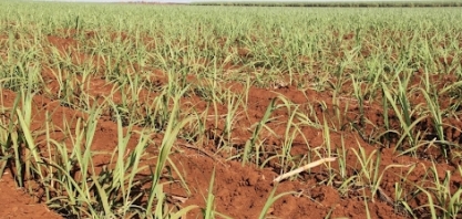 7ª Reunião do Grupo Fitotécnico de Cana IAC terá modelo híbrido e acontece em 23 de novembro, a partir das 13h30