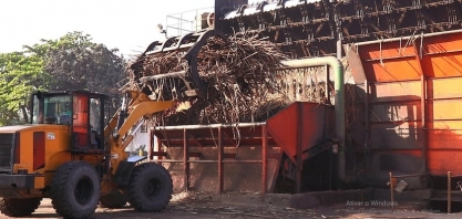 Sindaçúcar-AL: usinas processaram 5,3 milhões de toneladas de cana